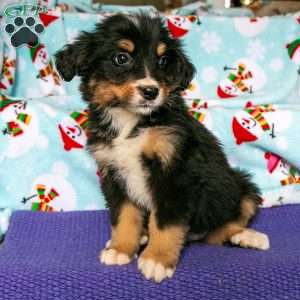 Rose, Bernedoodle Puppy